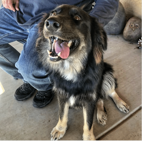 Black/light brown 2 yr old German Shepherd mix available for adoption at Marley's Mutts in CA